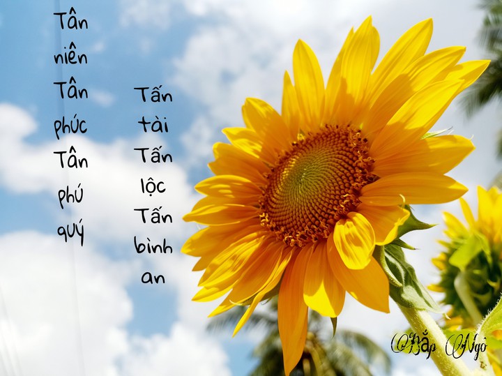 hướng dương