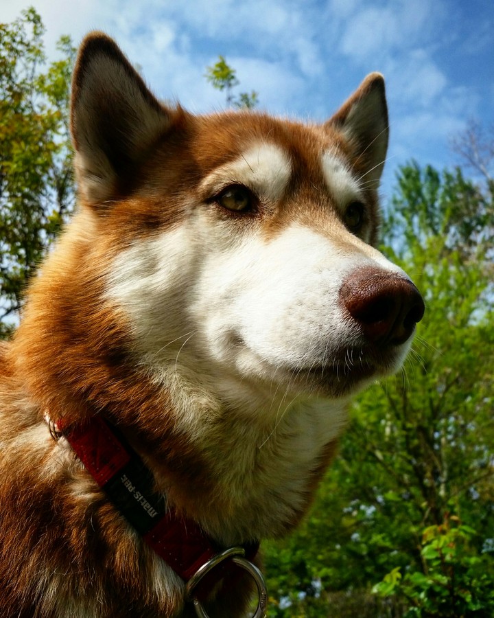 Beautiful husky