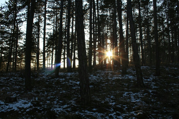 sunshine in the forest