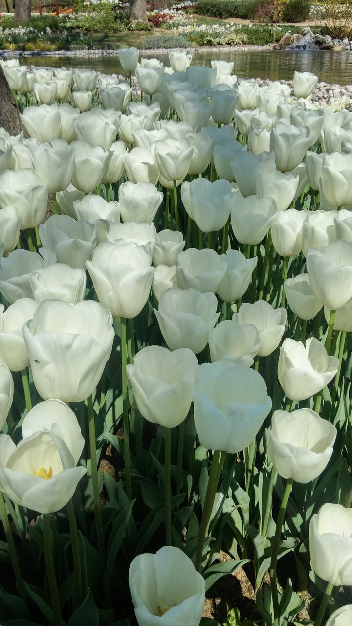 white tulips