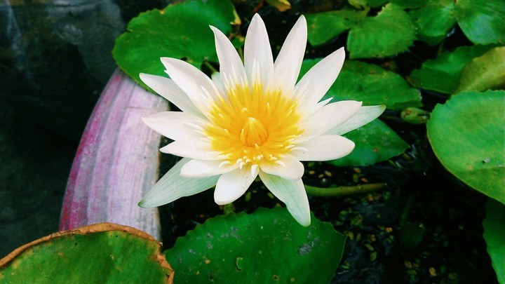 flower