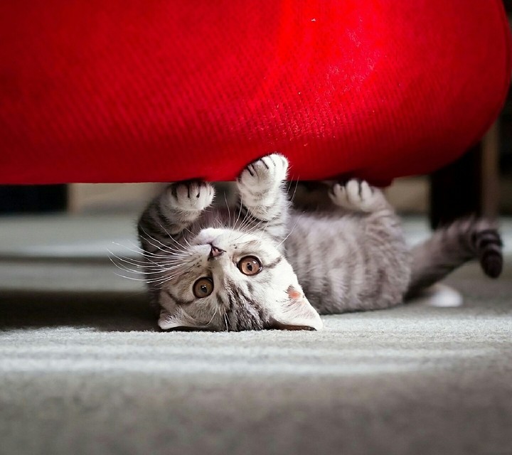 cat