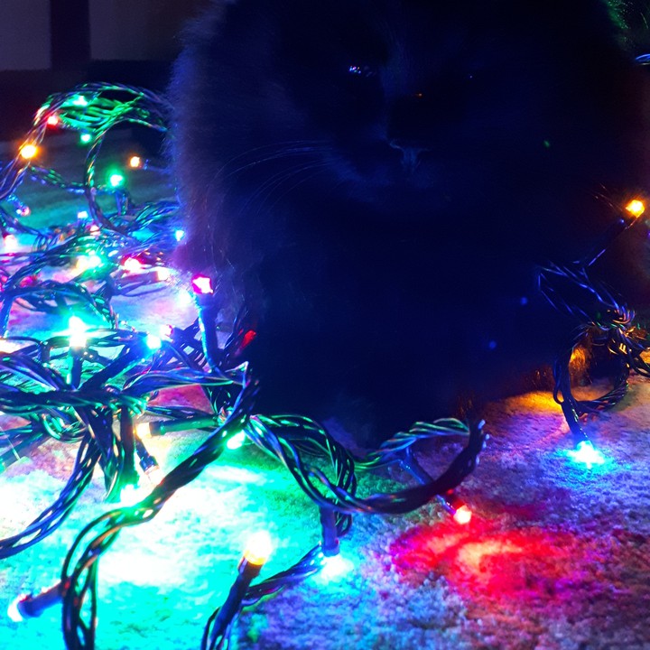 котик