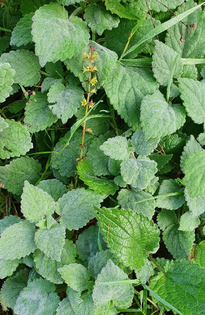 wald