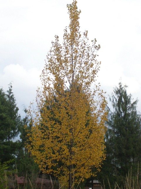 mapple tree@thimphu cross roads,bhutan