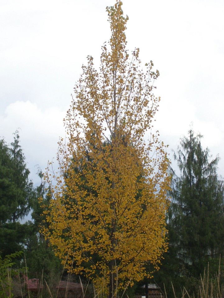 mapple tree@thimphu cross roads,bhutan