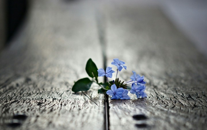 Çiçek - Blue Flowers