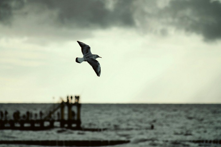 Bird