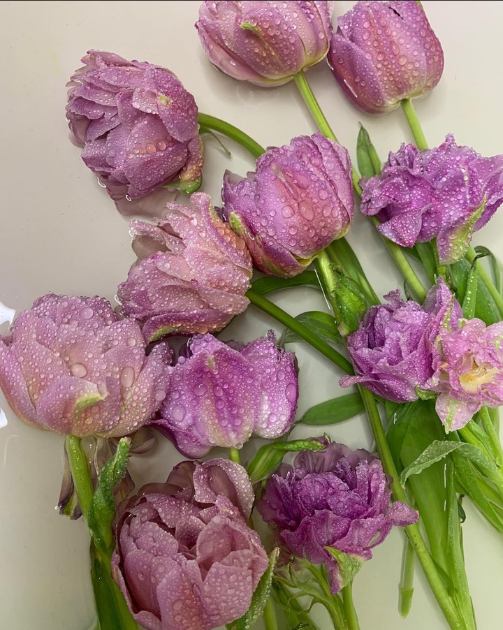 Tulipány