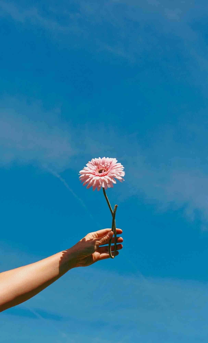 ταπετσαρίες petals, Beauty