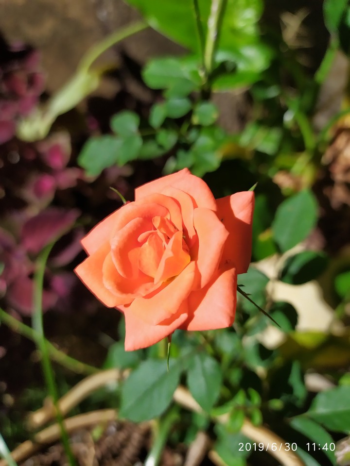 flores da Mariola