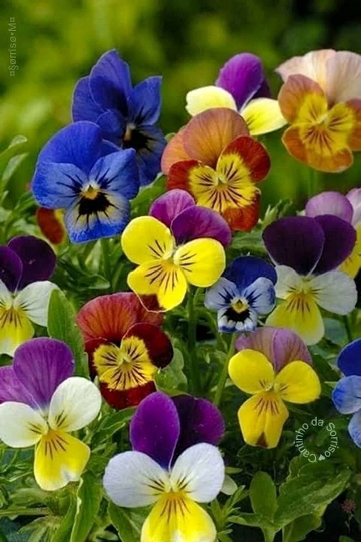 Colourful flowers.