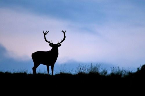 deer