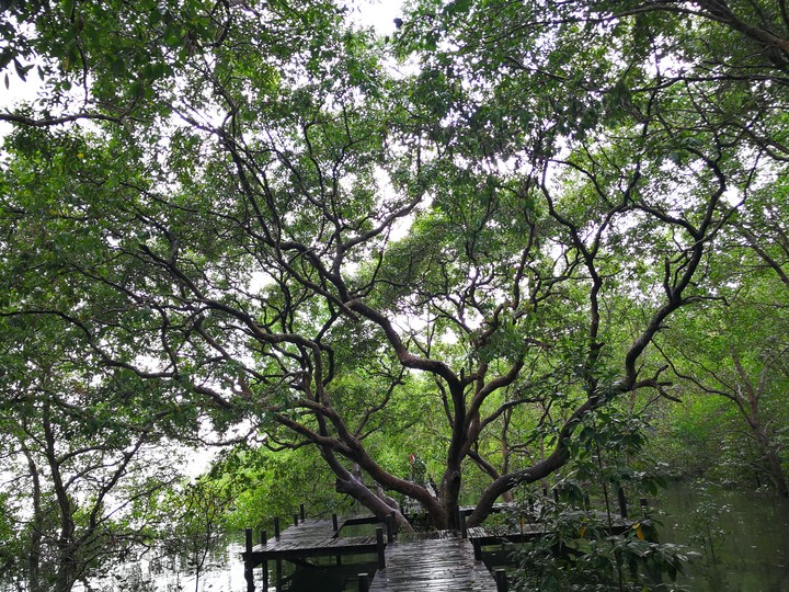 Big tree...