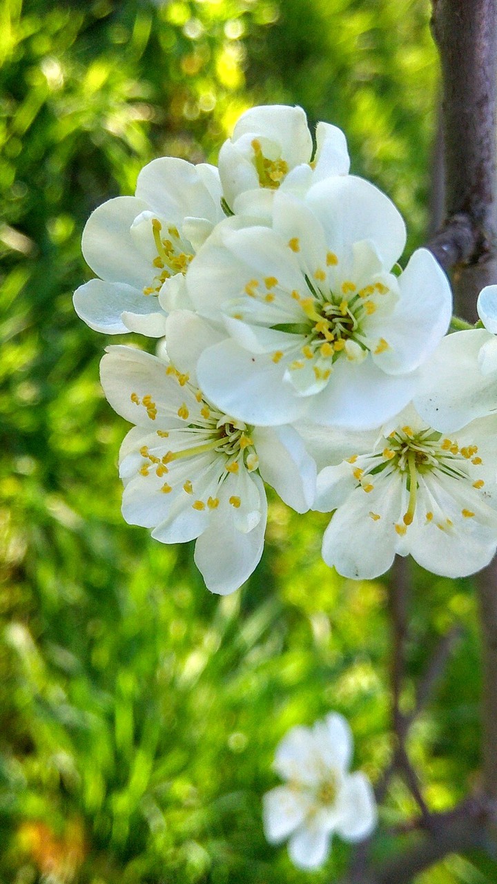Blossom