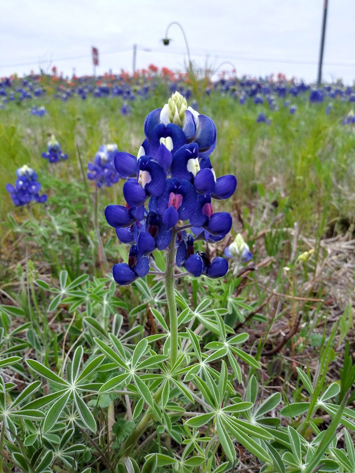 Texas Bluebonnet