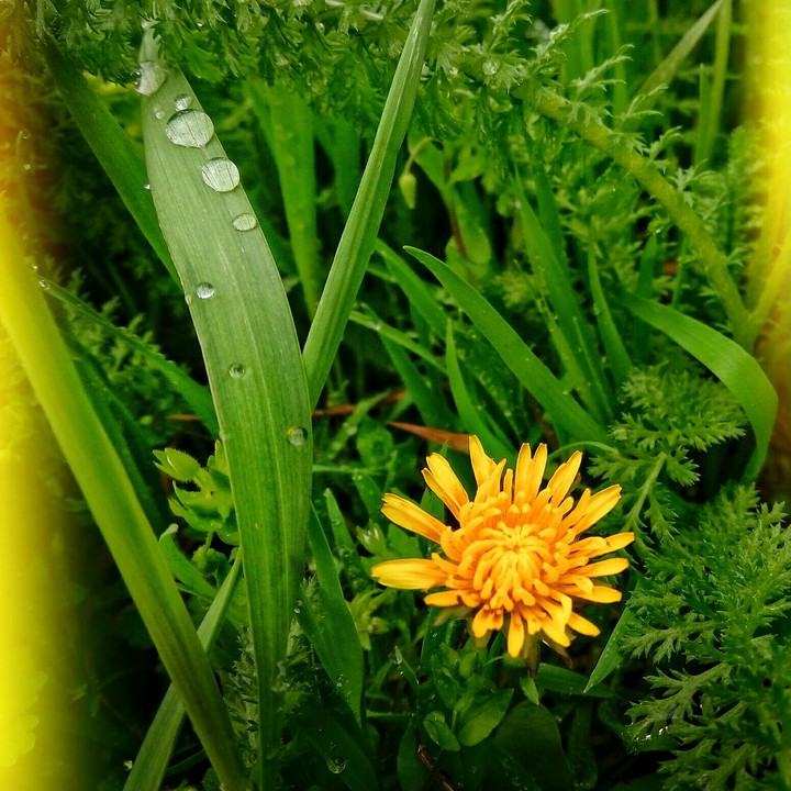 Yellow flowers