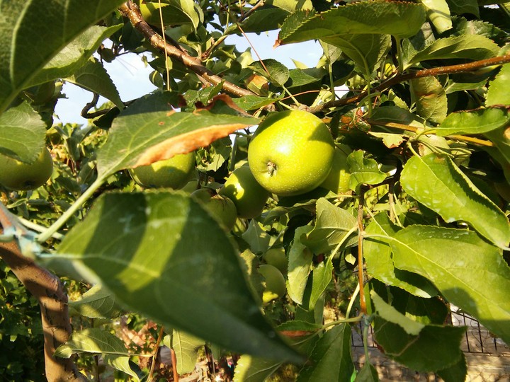 An Apple in Greece