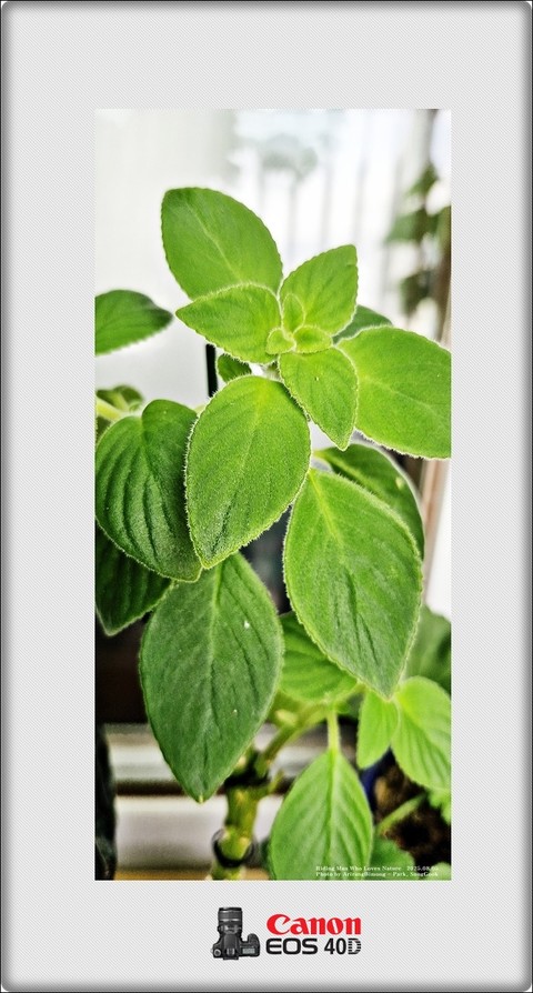 peppermint, herb háttérképek