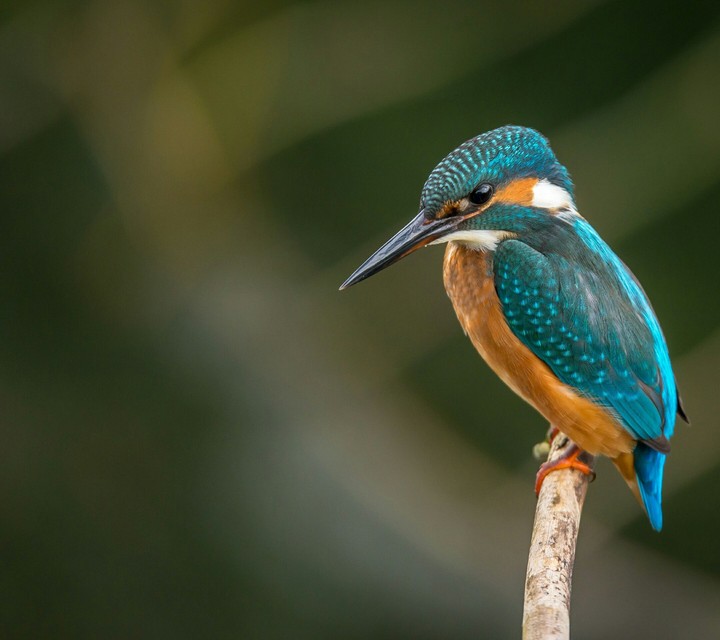 bird