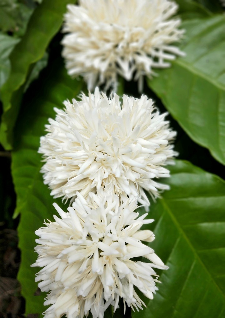 The coffee flower...