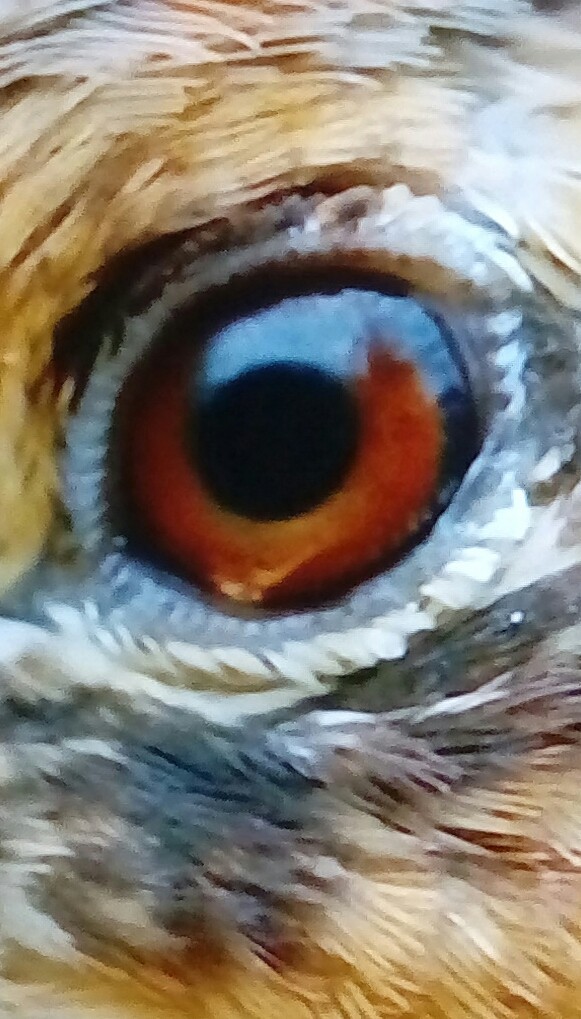 bird ?