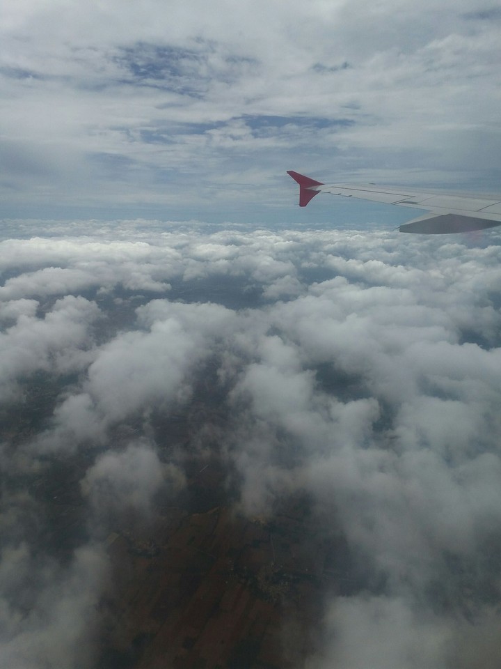 wings