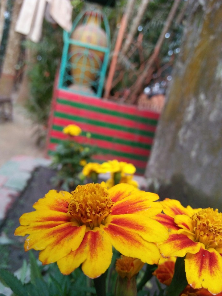 Yellow beauty