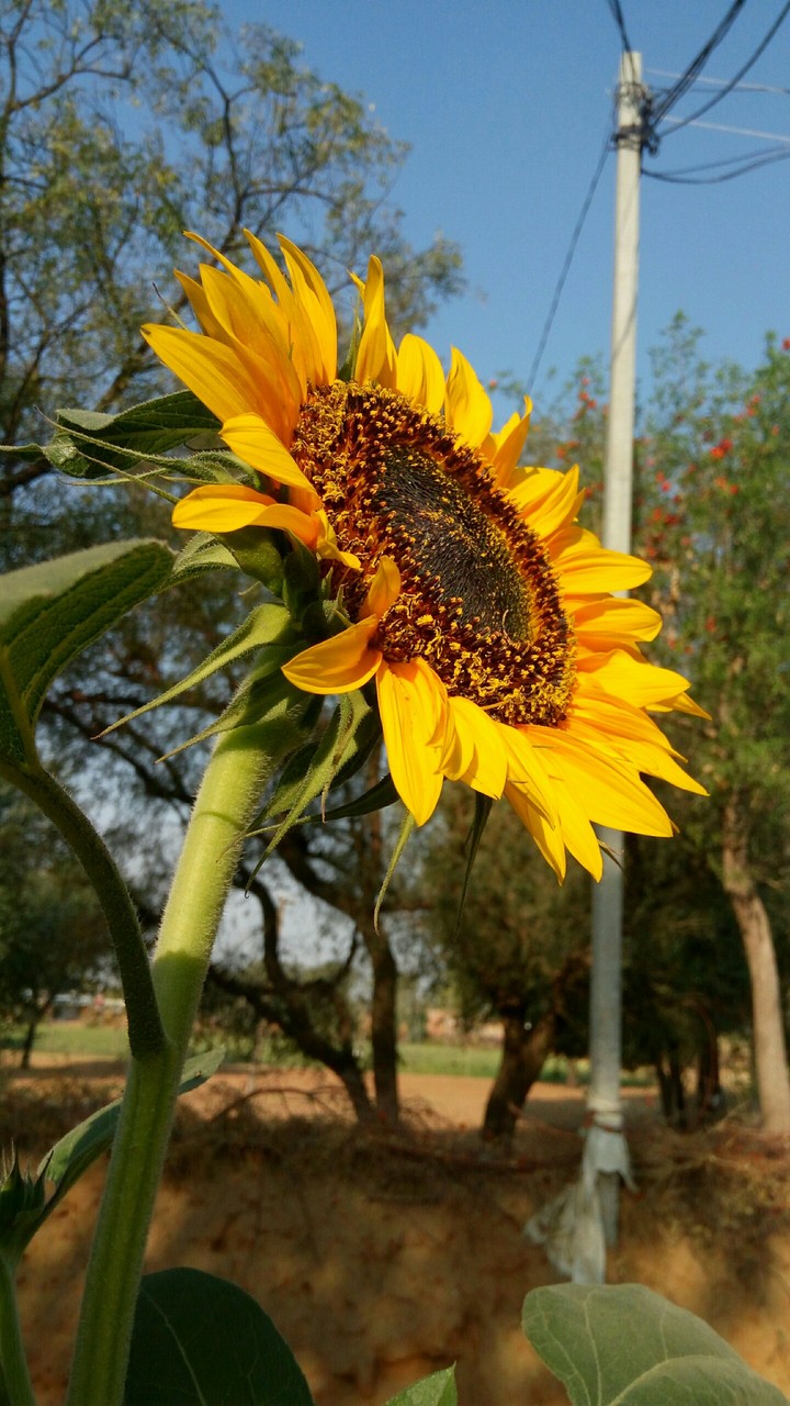 Sun Flower