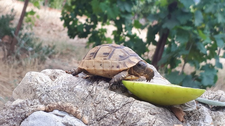 #turtles#Turkey #summer