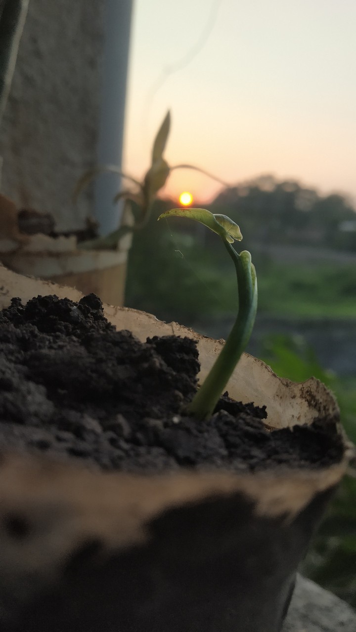 plant