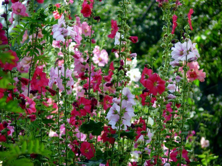 Flowers