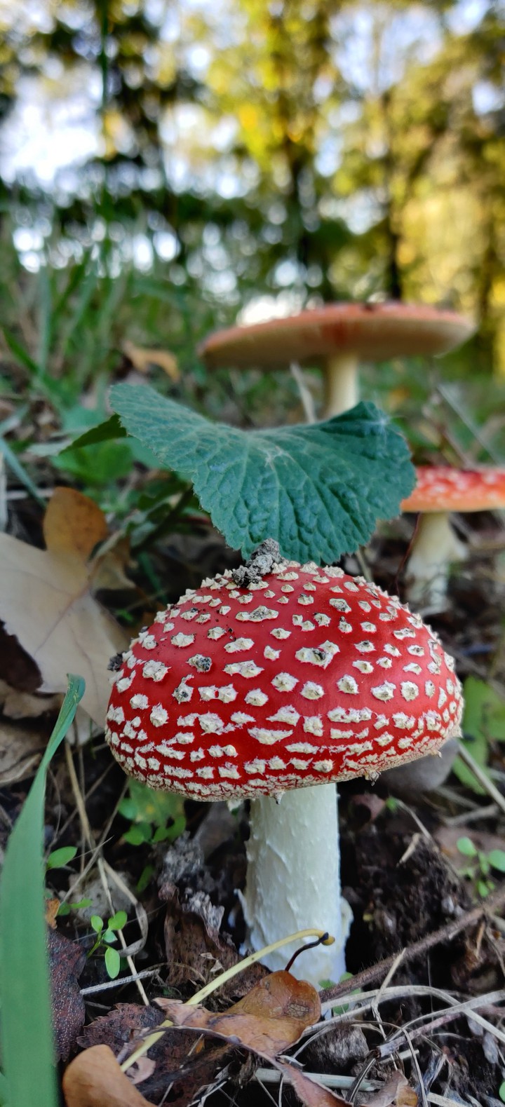 Fliegenpilz