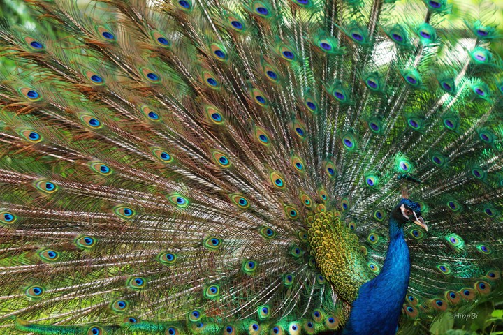 peacock 2