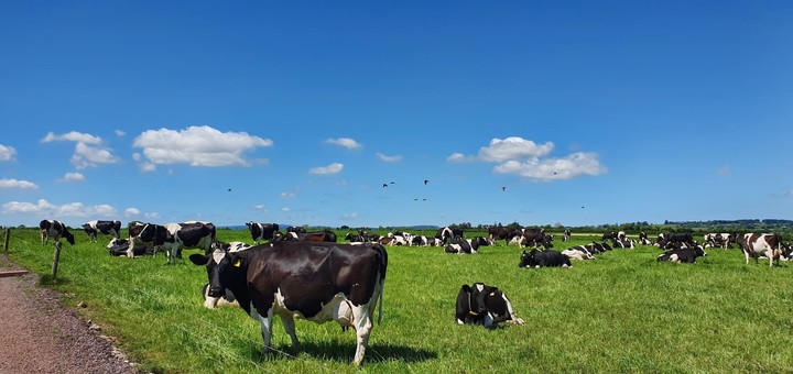 Irish cows