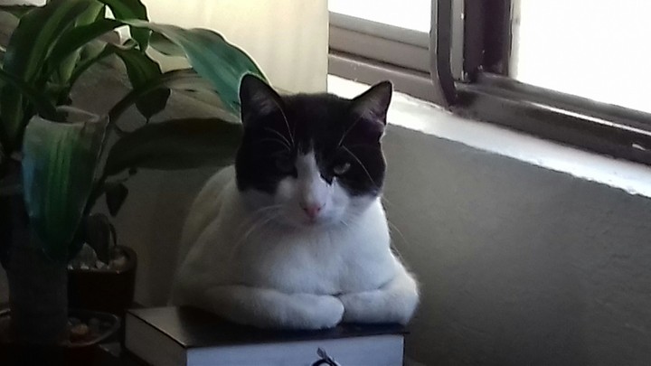 Cat