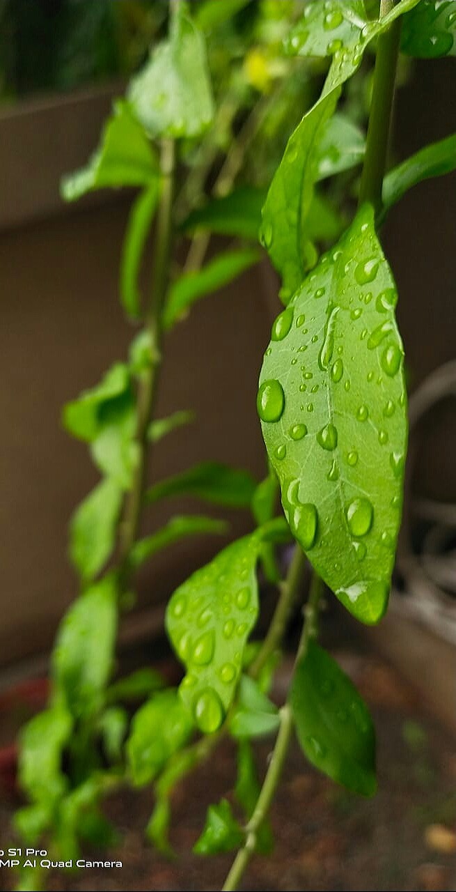 Dew drops