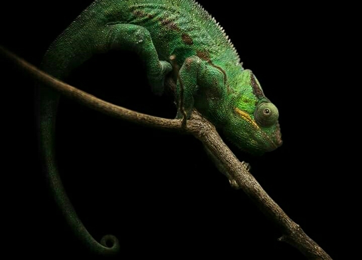 Lizard