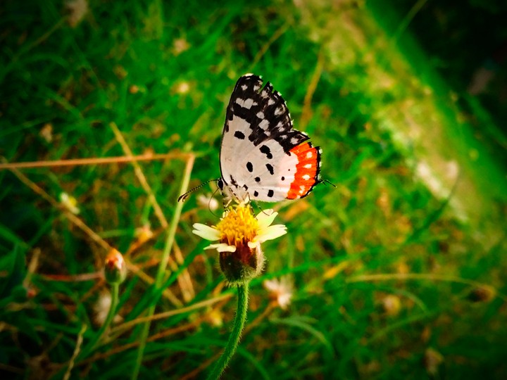 osm click of butterfly?