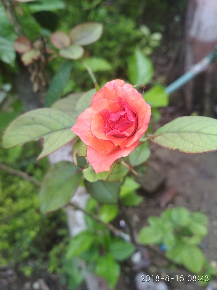 lovelt Little rose