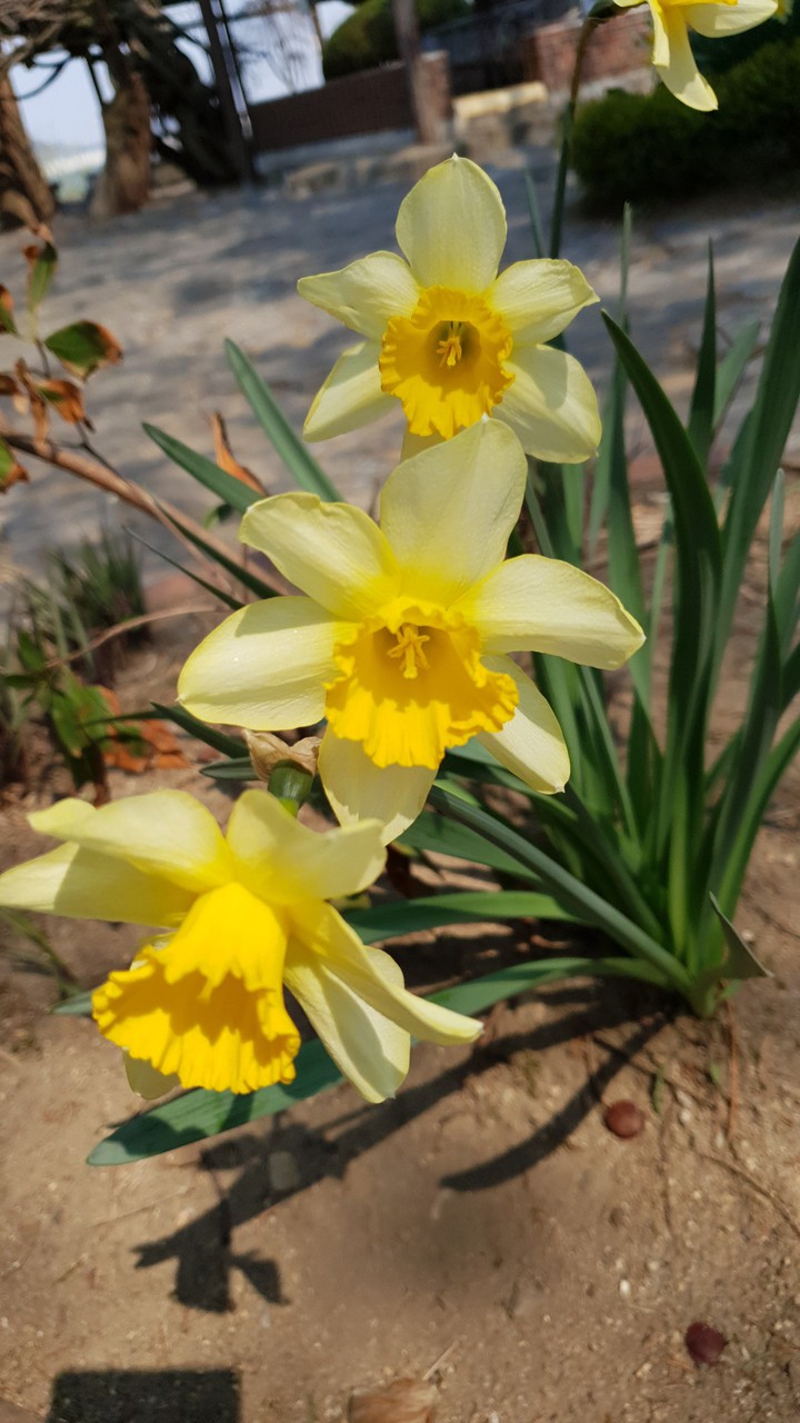 korea spring flower paperwhite