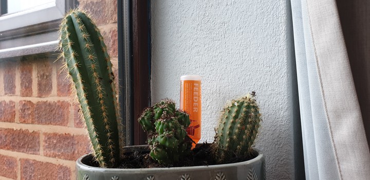 New catus