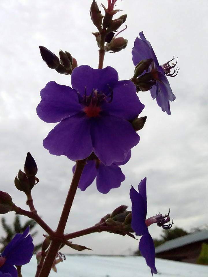 violeta
