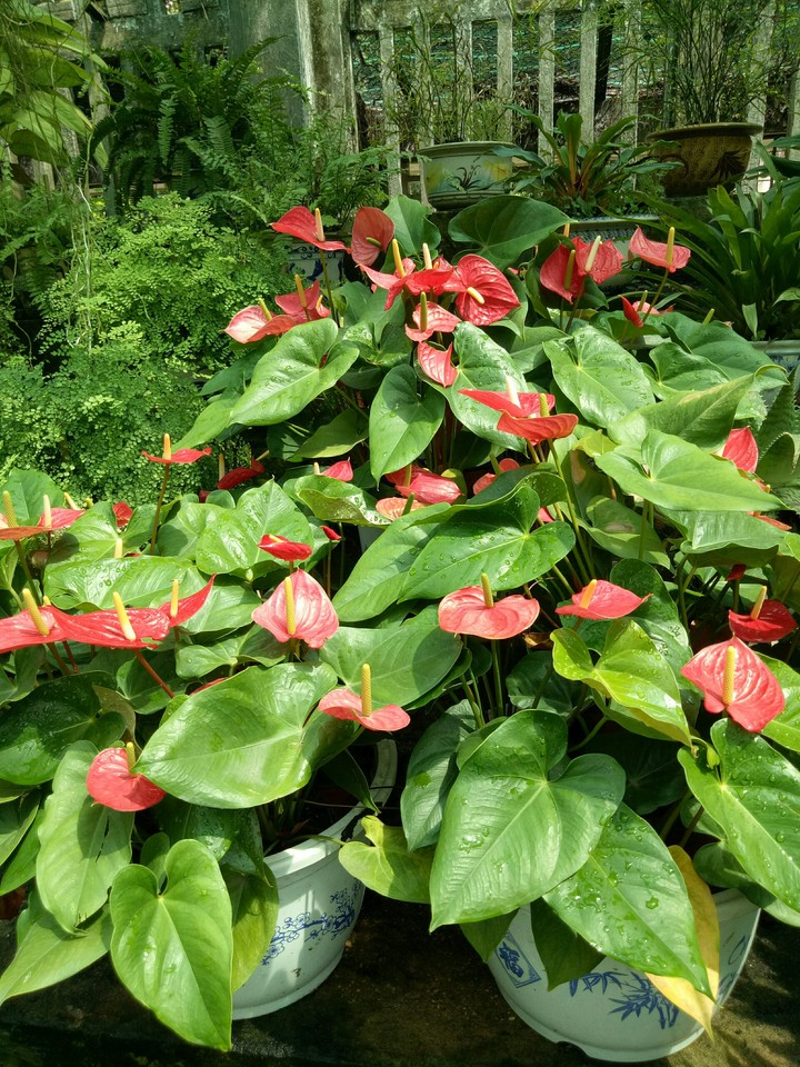 flowers