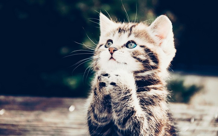 cat