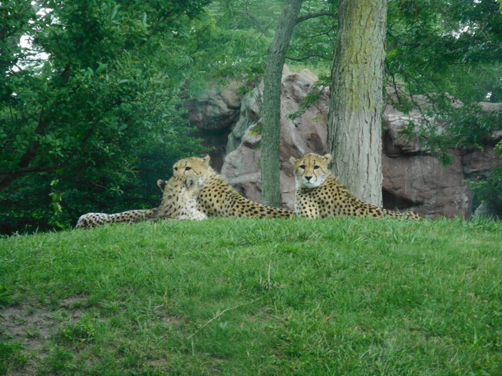 Giant Cats