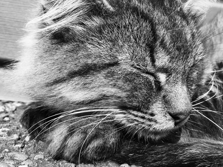 grey cat