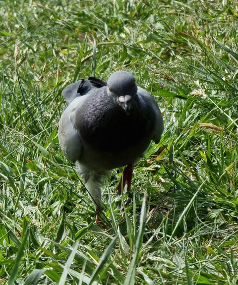 lens, beak वॉलपेपर