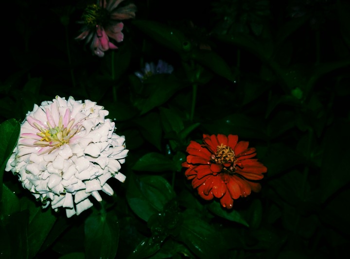 flower