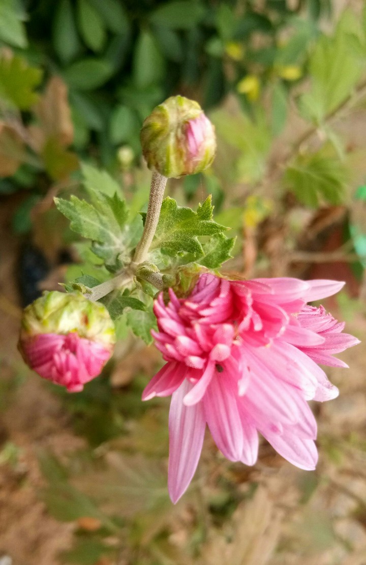 natuer